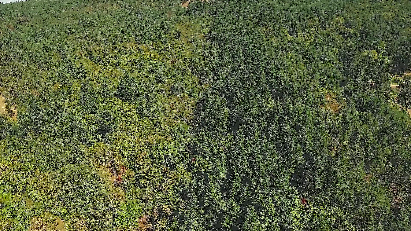 Oregon's Oak_ A Vanishing Legacy
